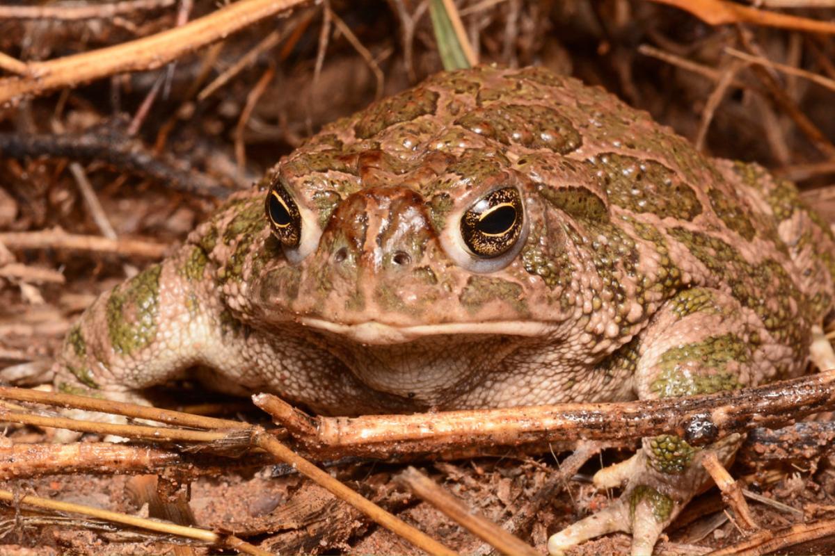Estivación: qué es y ejemplos