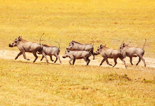 Facóquero - Reproducción del facóquero