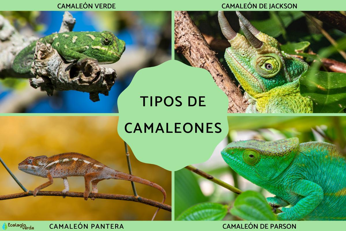 Tipos de camaleones