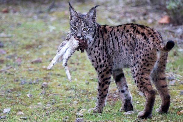 Lince ibérico o Lynx pardinus - Alimentación del lince ibérico 