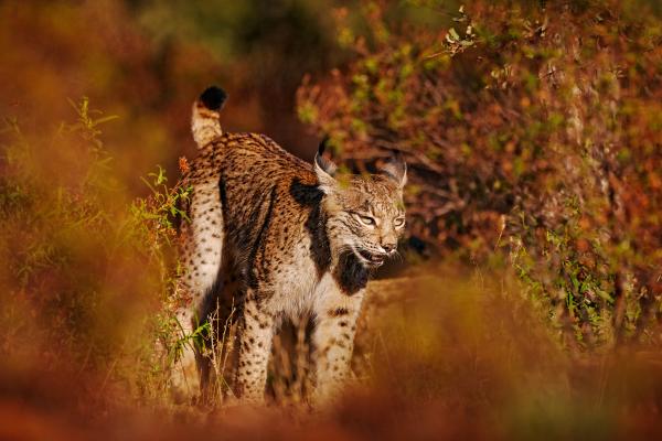Lince ibérico o Lynx pardinus - Amenazas y conservación del lince ibérico