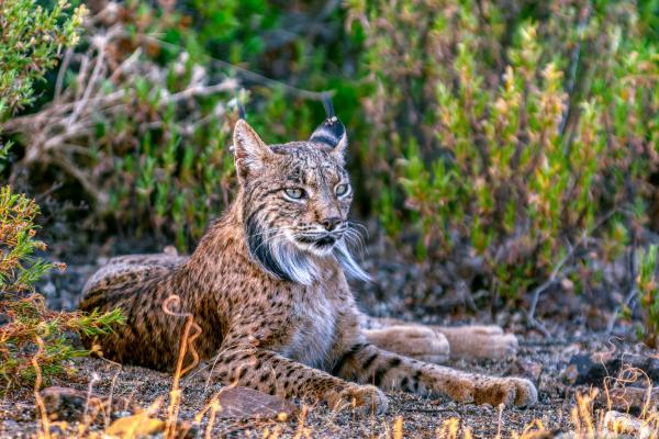 Lince ibérico o Lynx pardinus - Características del lince ibérico