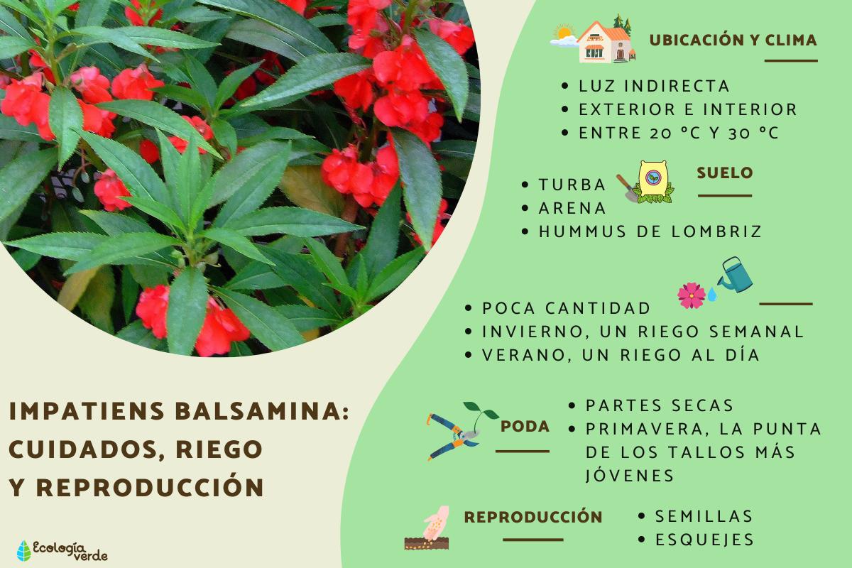 Impatiens balsamina: cuidados, riego y reproducción