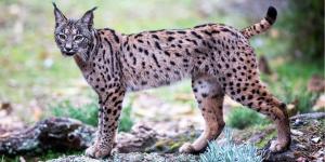 Lince ibérico o Lynx pardinus