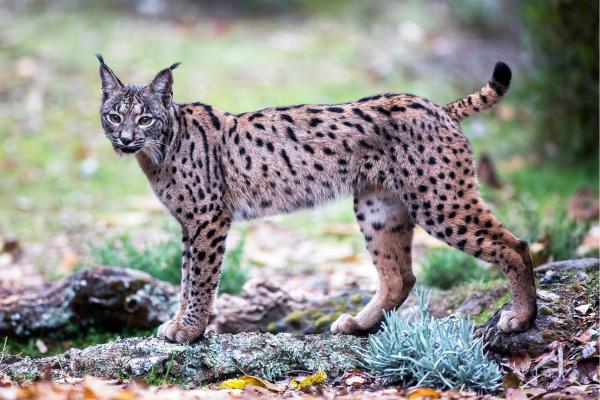 Lince ibérico o Lynx pardinus