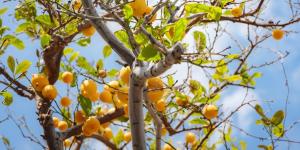 Pintar con cenizas el tronco del limonero: para qué sirve este truco que muchos jardineros recomiendan