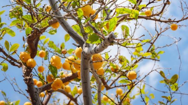 Pintar con cenizas el tronco del limonero: para qué sirve este truco que muchos jardineros recomiendan