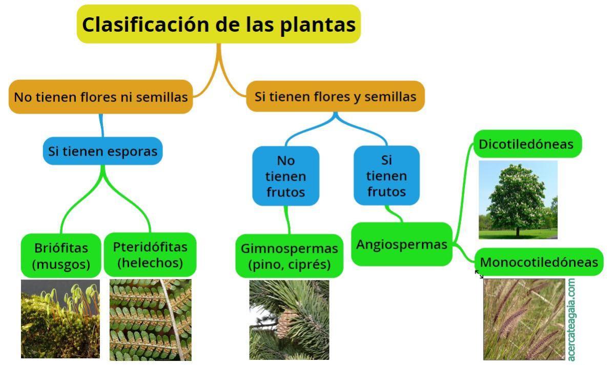 Clases de plantas