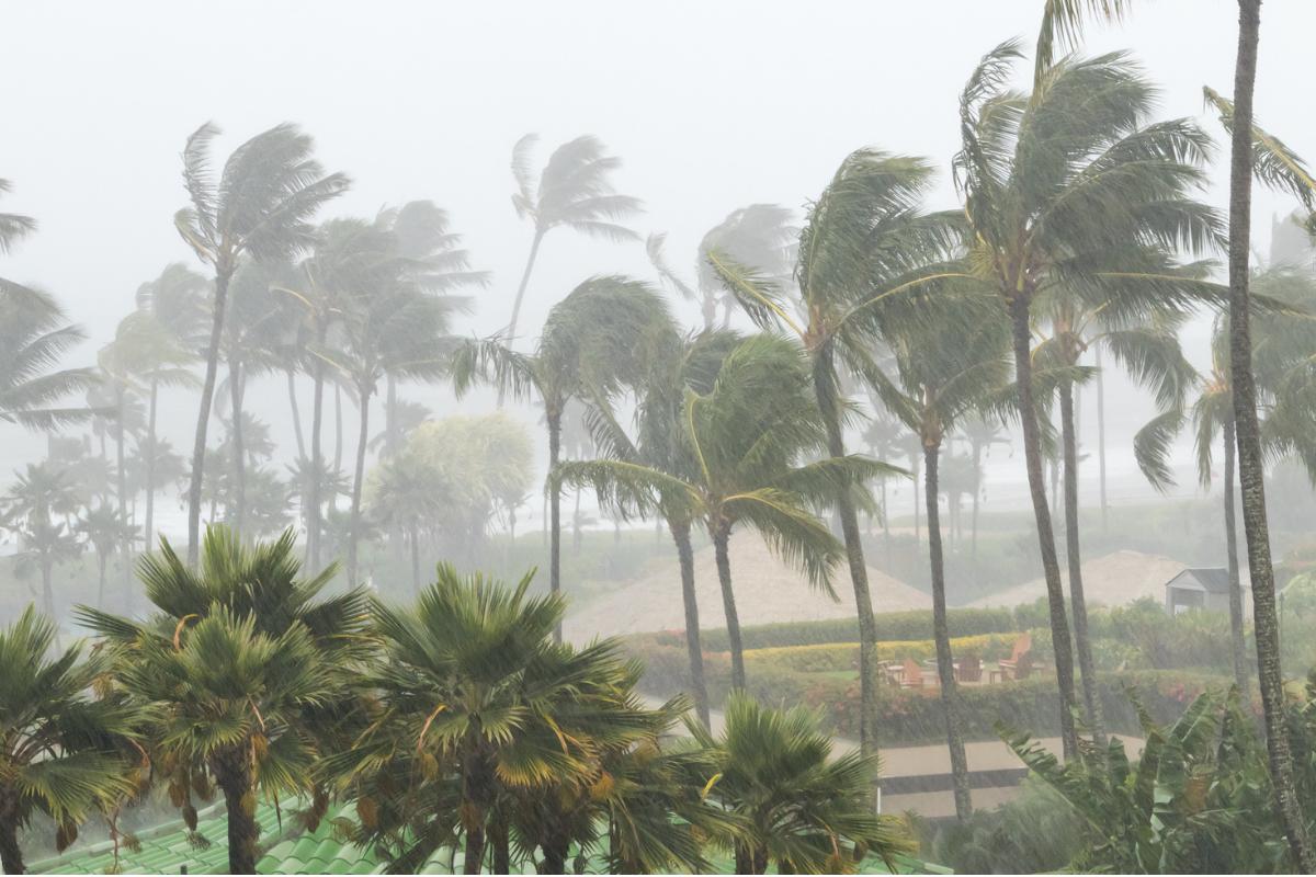 Clima monzónico qué es, dónde hay, características, flora y fauna