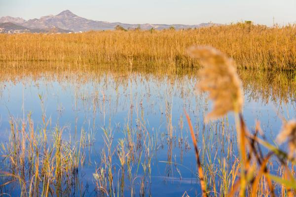 Marjales: qué son y formación - Cómo se forman los marjales