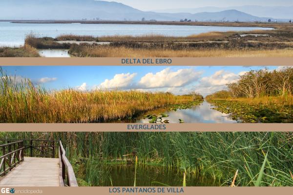 Marjales: qué son y formación - Ejemplos de marjales