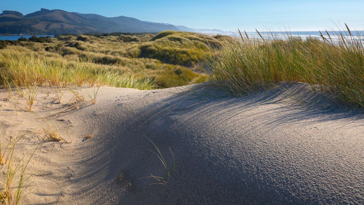 En 1910, Oregón plantó una hierba europea para estabilizar sus dunas y terminó transformando toda su costa