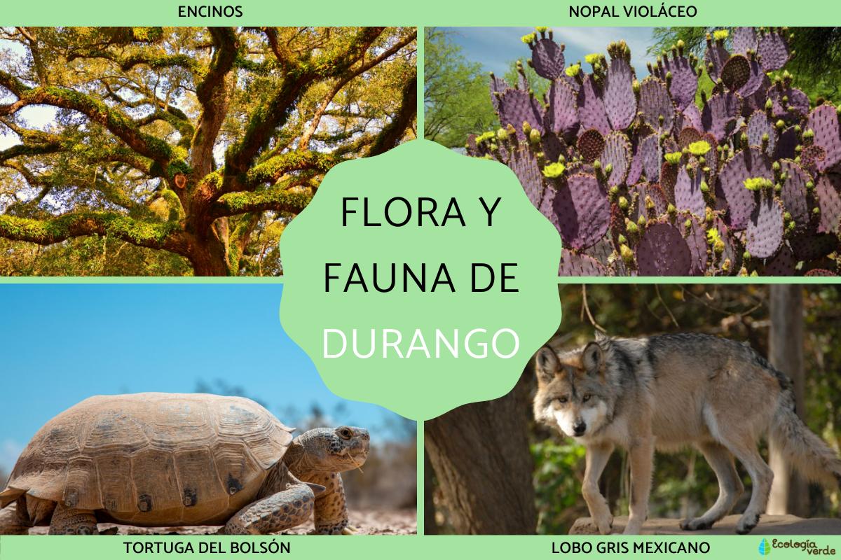 Flora y fauna de Durango