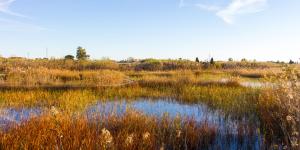 Marjales: qué son y formación