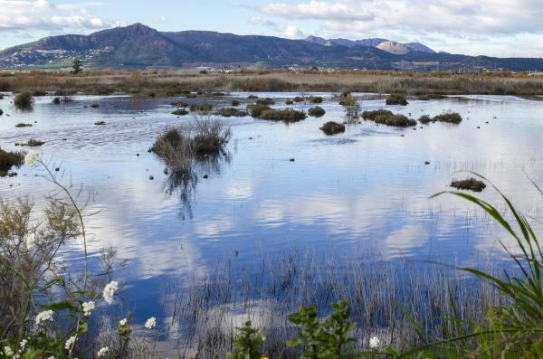 Marjales: qué son y formación - Qué son los marjales
