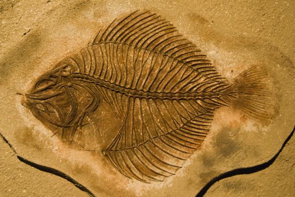 Tipos de fosilización - Carbonización 