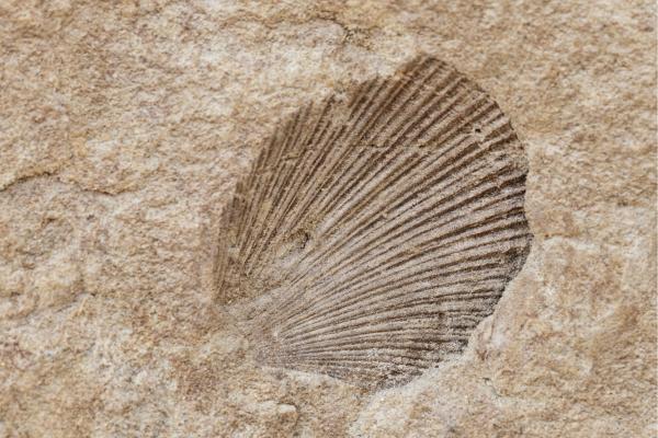 Tipos de fosilización - Fosfatación