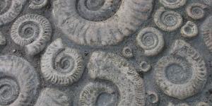 Tipos de fosilización