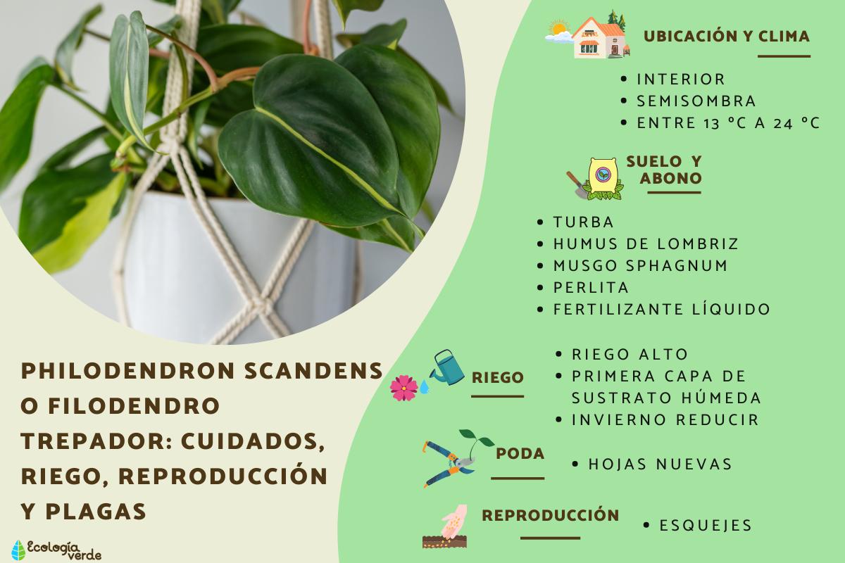 Philodendron scandens o filodendro trepador: cuidados, riego, reproducción y plagas