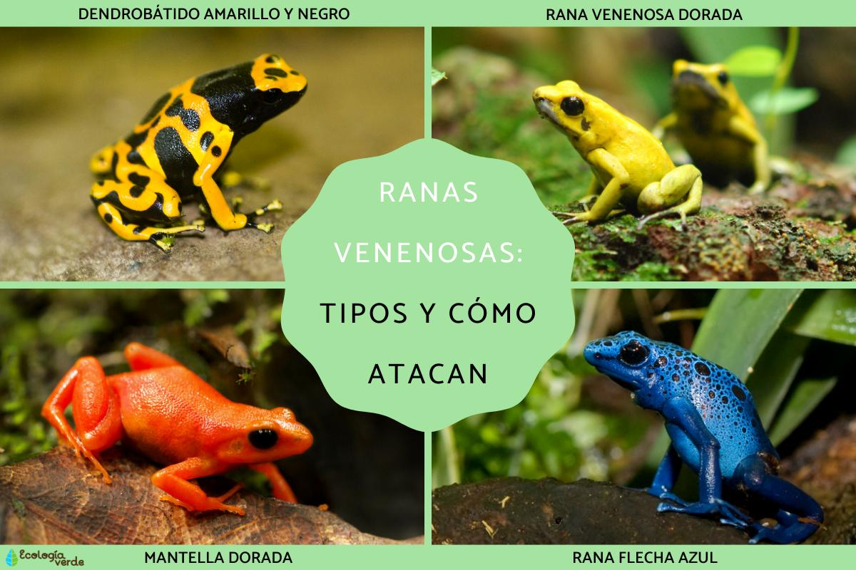 Ranas venenosas: tipos y cómo atacan