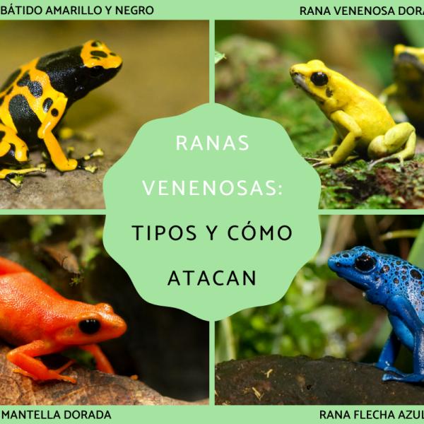 Botetes Ranas Las Ranas De Color Verde Brillante Son Venenosas La Rana Venenosa De