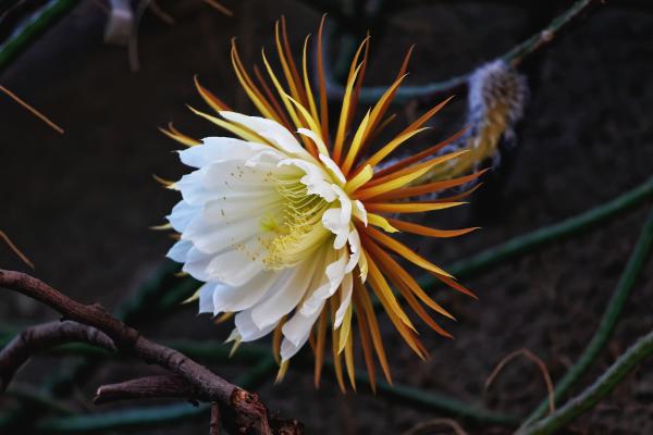 Flores que se abren de noche - Cactus vainilla (Selenicereus grandiflorus)