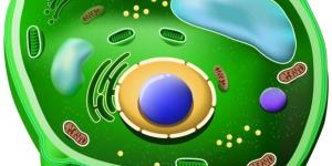 Célula vegetal: partes y funciones