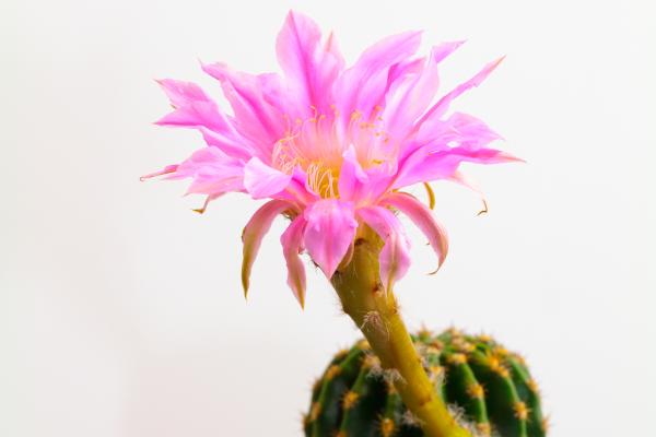 Flores que se abren de noche - Echinopsis 