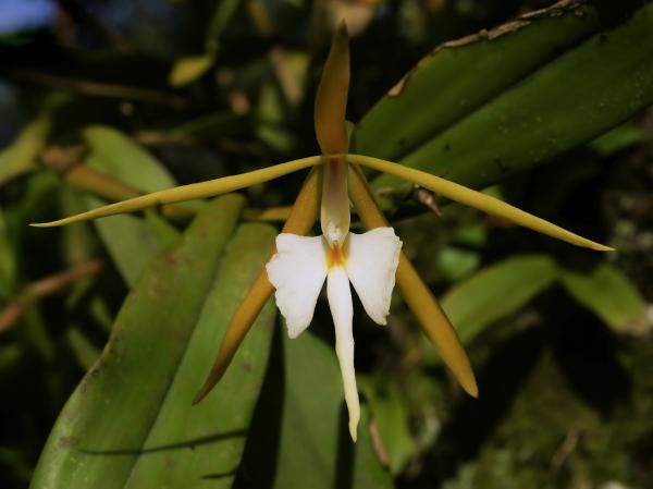 Flores que se abren de noche - Epidendrum nocturna (Epidendrum nocturnum)