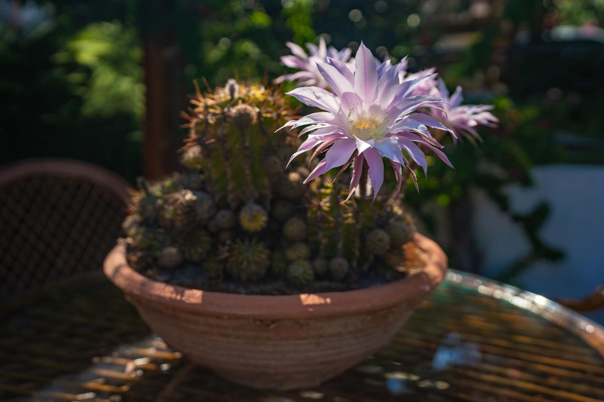 Flores que se abren de noche