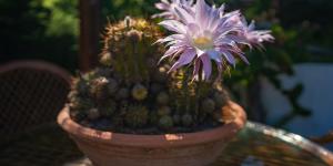 Flores que se abren de noche