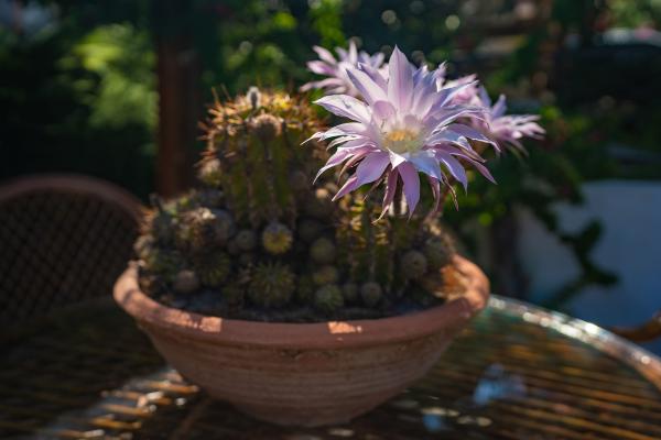 Flores que se abren de noche