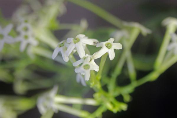 Flores que se abren de noche - Huele de noche (Cestrum nocturnum)