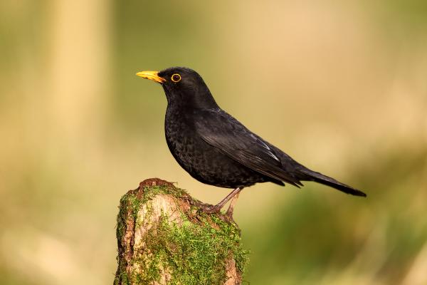Tipos de mirlos - Mirlo común (Turdus merula)