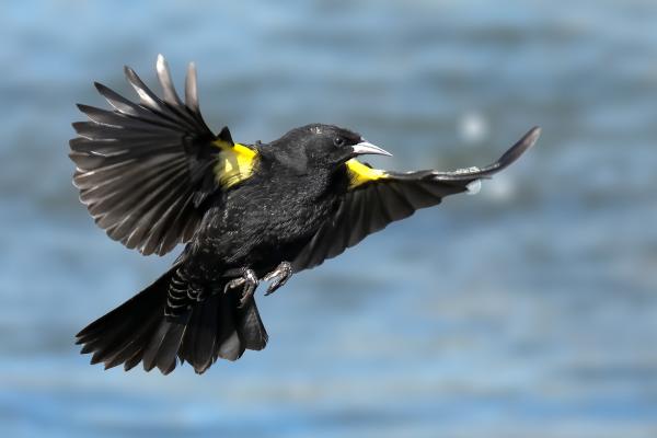 Tipos de mirlos - Mirlo de alas amarillas (Agelasticus thilius)