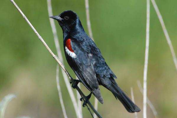 Tipos de mirlos - Mirlo tricolor (Agelaius tricolor)