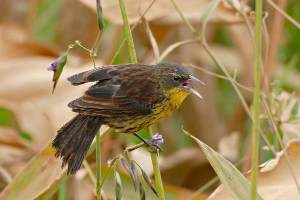 Tipos de mirlos - Mirlo unicolor (Agelasticus cyanopus)