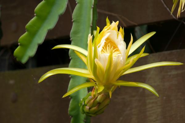 Flores que se abren de noche - Pitahaya (Selenicereus undatus)