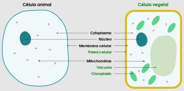 Célula vegetal: partes y funciones - Qué es la célula vegetal