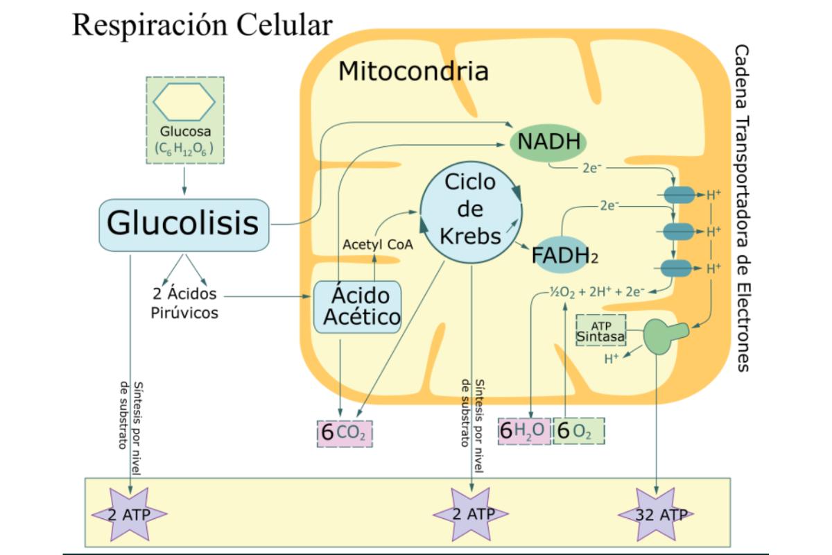 Respiración celular: qué es, etapas y tipos