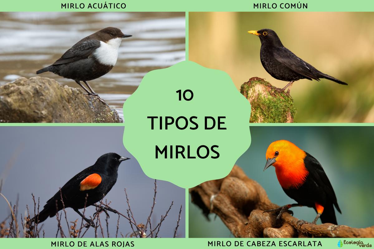Tipos de mirlos