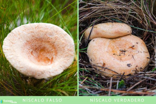 Níscalo venenoso o falso níscalo: cómo es el Lactarius torminosus y cómo diferenciarlo del verdadero - ¿Cómo diferenciar el níscalo venenoso del verdadero?
