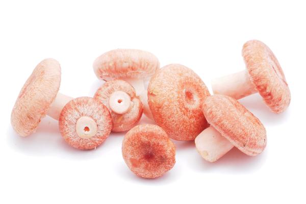 Níscalo venenoso o falso níscalo: cómo es el Lactarius torminosus y cómo diferenciarlo del verdadero - ¿Cómo es el níscalo venenoso o falso níscalo?