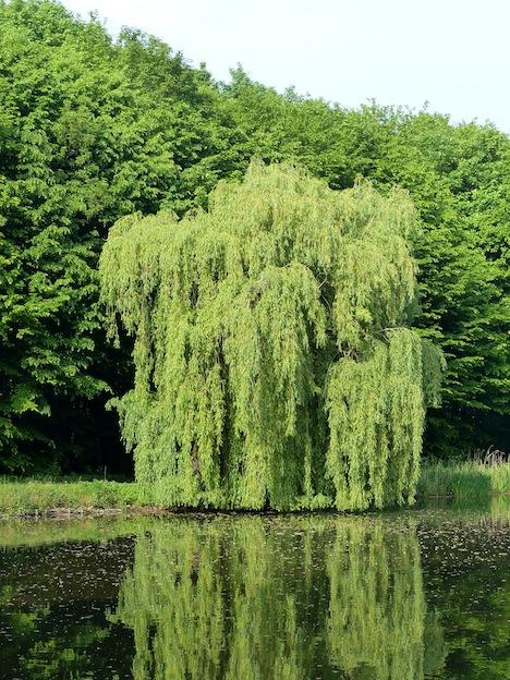 Sauce Llorón - Distribución del sauce llorón