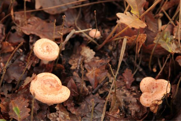 Níscalo venenoso o falso níscalo: cómo es el Lactarius torminosus y cómo diferenciarlo del verdadero - ¿Dónde se encuentran los falsos níscalos o Lactarius torminosus?