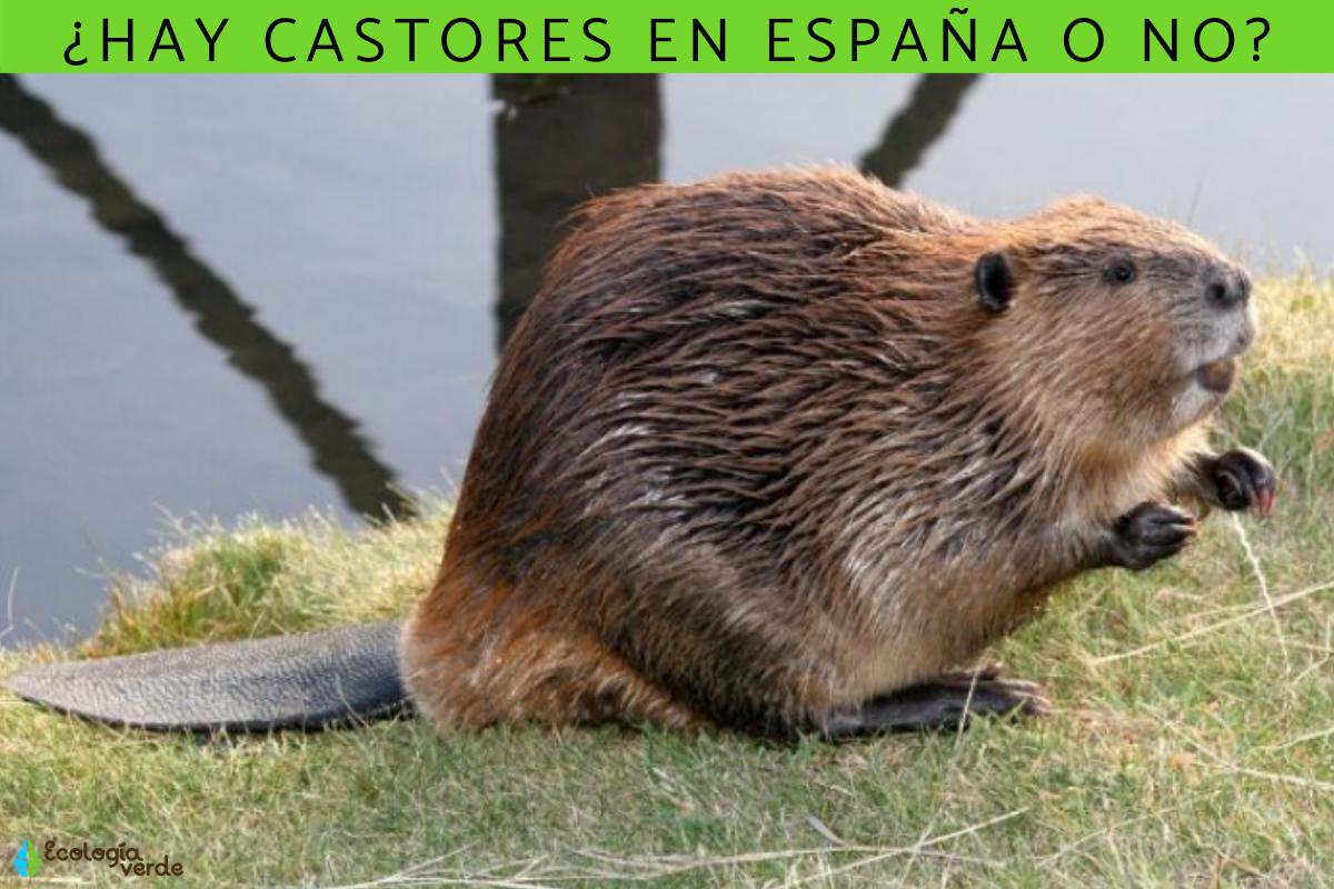 ¿Hay castores en España?
