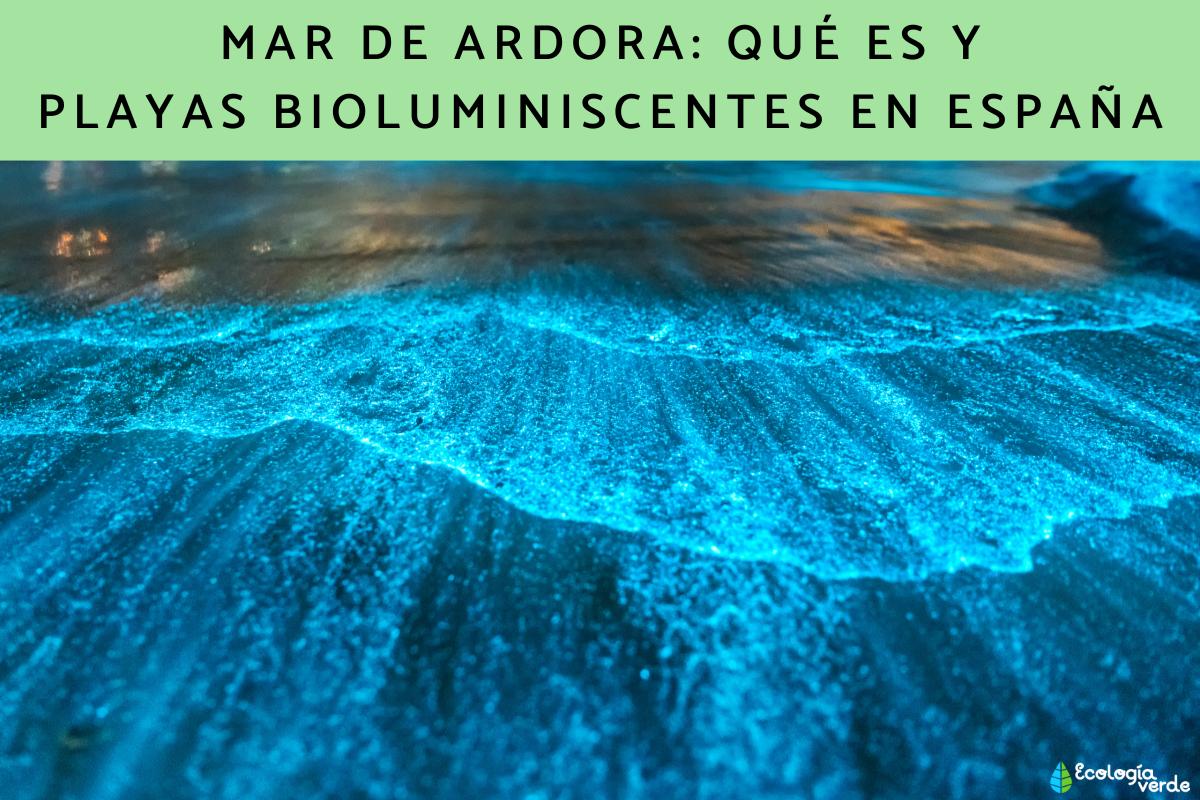 Mar de ardora: qué es y playas bioluminiscentes en España