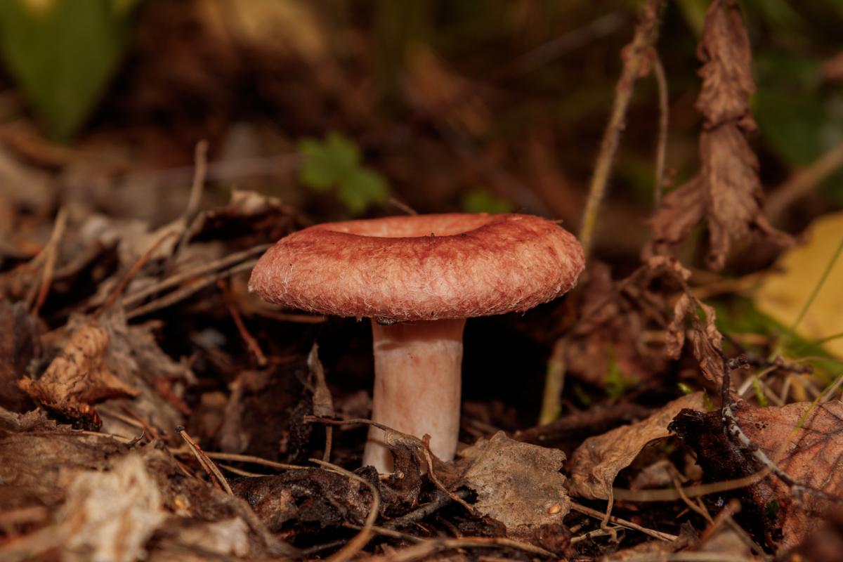 Níscalo venenoso o falso níscalo: cómo es el Lactarius torminosus y cómo diferenciarlo del verdadero