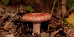 Níscalo venenoso o falso níscalo: cómo es el Lactarius torminosus y cómo diferenciarlo del verdadero