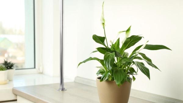 Estas plantas adoran la humedad y son perfectas para purificar el aire de tu baño y reducir los malos olores - Cuna de Moisés o espatifilo